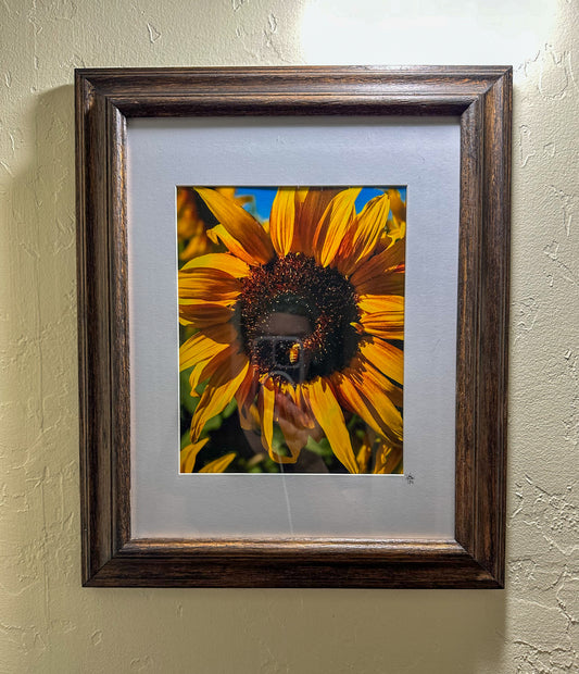 Sunflower & Bee: Framed Print