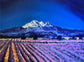 Mt. Shasta & the Lavender Fields Art Print